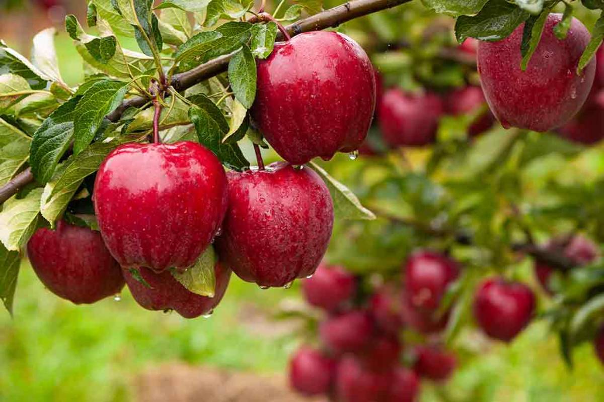 The-Apple-cultivation-story-is-full-of-challenges-in-India-1